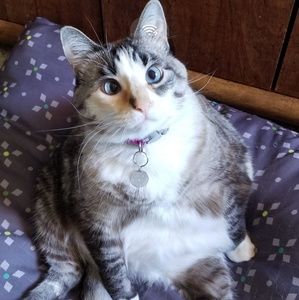 Meet your Posher, Abby